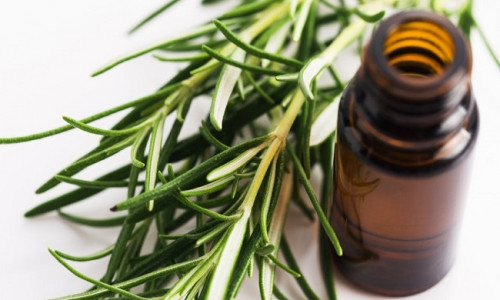 THE HEALING BENEFITS OF TEA TREE OIL